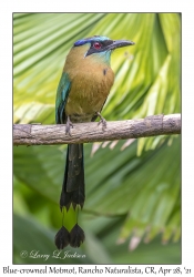 Blue-crowned Motmot