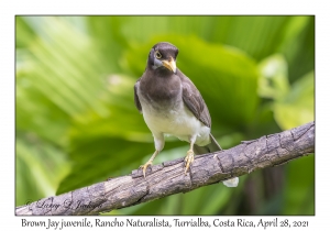 Brown Jay juvenile