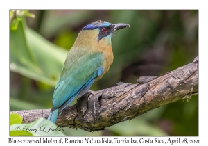 Blue-crowned Motmot