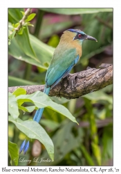 Blue-crowned Motmot