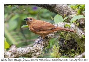 White-lined Tanager female