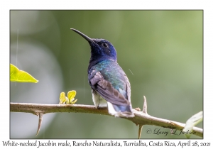 White-necked Jacobin male