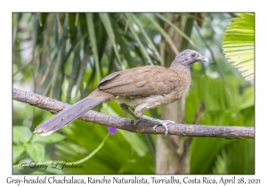 Gray-headed Chachalaca