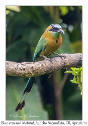 Blue-crowned Motmot