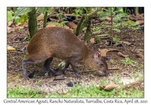 Central American Agouti