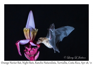 Orange Nectar Bat