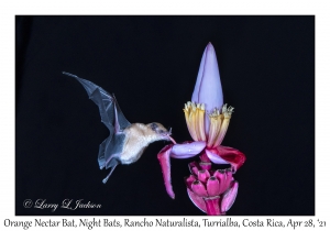 Orange Nectar Bat