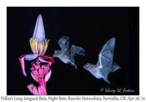Pallas's Long-tongued Bats