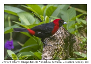 Crimson-collared Tanager