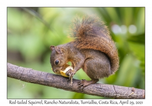 Red-tailed Squirrel