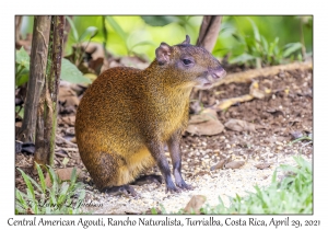 Central American Agouti