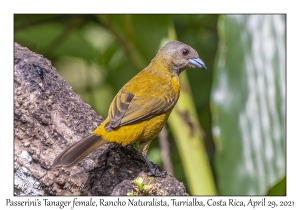 Passerini’s Tanager female