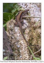 Four-lined Whiptail
