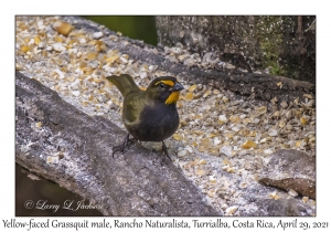 Yellow-faced Grassquit male