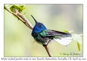 White-necked Jacobin male