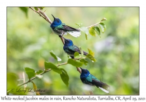 White-necked Jacobin males