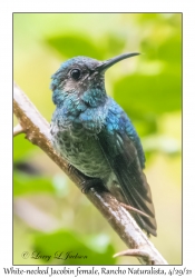 White-necked Jacobin female in rain