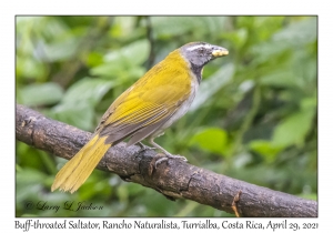 Buff-throated Saltator