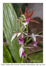 Lady Tankerville Orchid