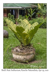 Bird's Nest Anthurium