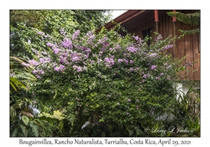 Bougainvillea