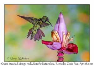 Green-breasted Mango male