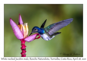 White-necked Jacobin male