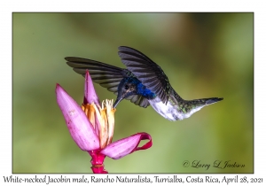 White-necked Jacobin male