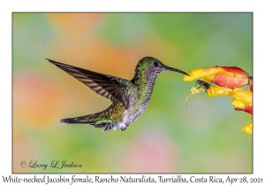 White-necked Jacobin female