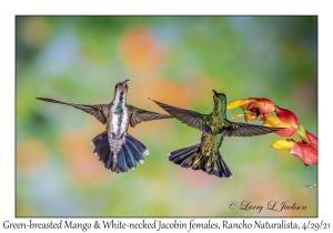 Green-breasted Mango & White-necked Jacobin females