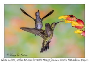 White-necked Jacobin & Green-breasted Mango females