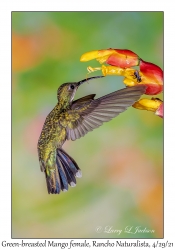 Green-breasted Mango female