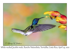 White-necked Jacobin male