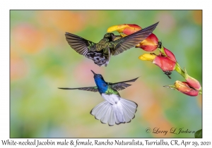 White-necked Jacobin female & male