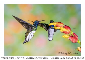 White-necked Jacobin males