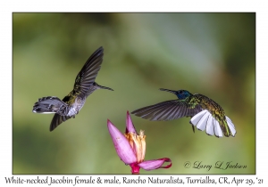 White-necked Jacobin female & male