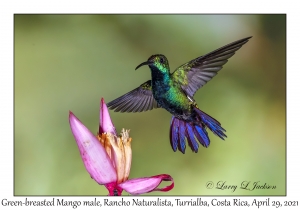 Green-breasted Mango male