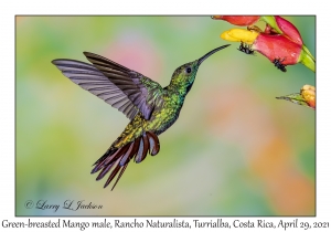 Green-breasted Mango male