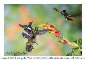 Green-breasted Mango & White-necked Jacobins