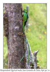 Resplendent Quetzal male