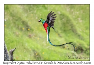 Resplendent Quetzal male