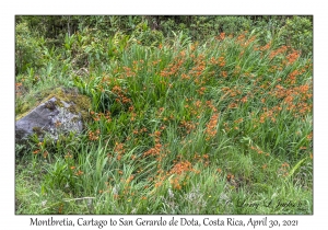 Montbretia