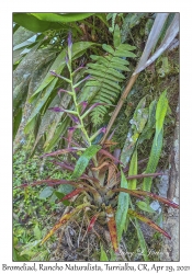 Bromeliad