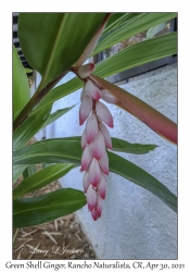 Green Shell Ginger