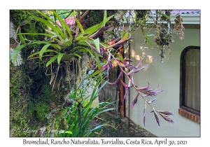 Bromeliad