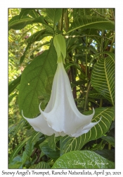 Snowy Angel's Trumpet