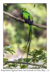 Resplendent Quetzal male