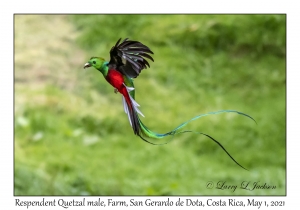 Resplendent Quetzal male