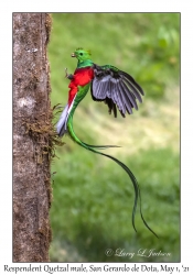 Resplendent Quetzal male