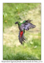 Resplendent Quetzal female